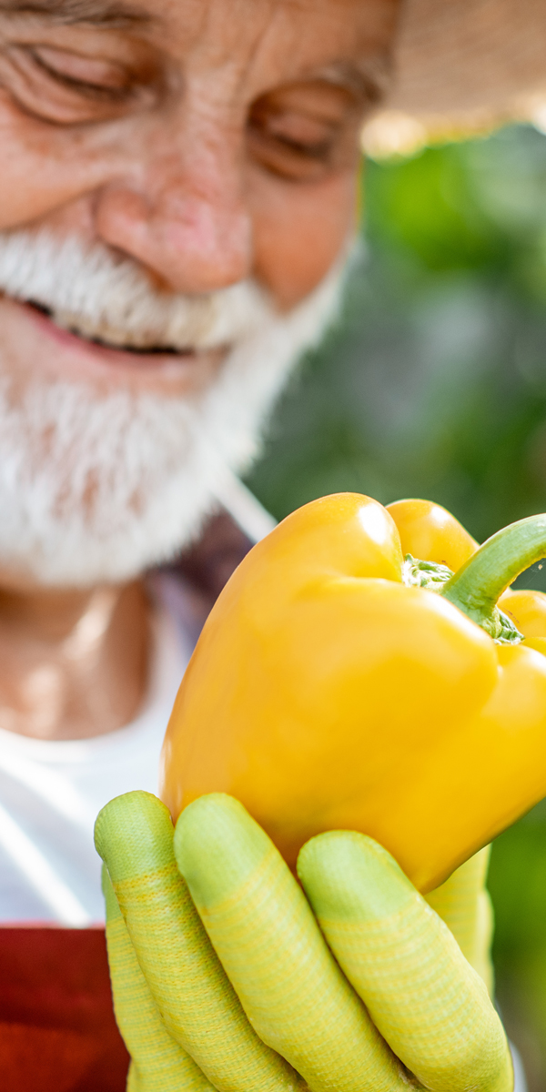 Agro - Paprix Farm - pepper producer